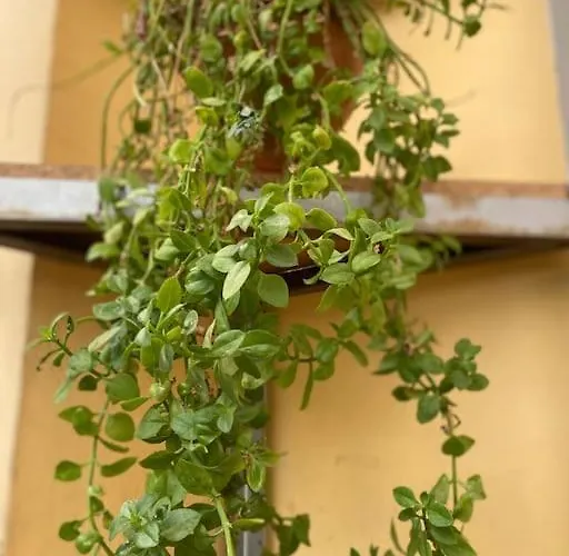 Apartament Dani Two Bedroom In Center Of